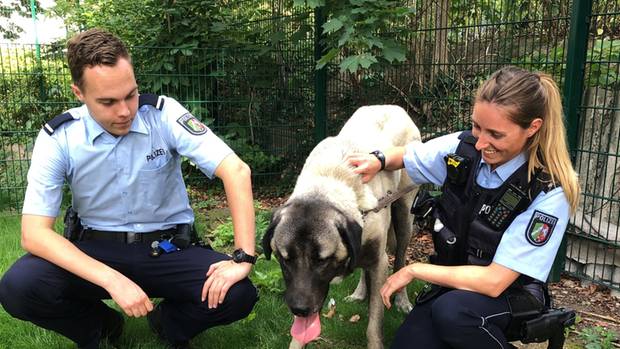 Polizei fängt verirrten Kangal-Herdenschutzhund ein