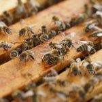 Dinge zu überprüfen bei der Bienenüberwachung